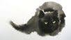 Victorian Moon Antiques & Enchantments