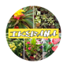 Ikebana Floreria Y Vivero