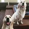 Waikipark Golden Retrievers