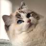 Wasatch Ragdolls-Utah