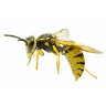 WaspbusterMK