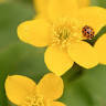 Waterleaf Farm & Florist