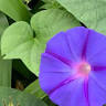 Western Mass Estate Planning