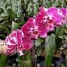 White Plains Orchids, Orchid Farm and Shop