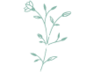 Wild Flowers Consignment Boutique