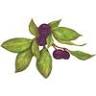 The Wild Huckleberry