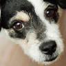 Winterset Veterinary Center
