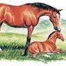 W V Breeders Classics