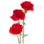 101 Carnations