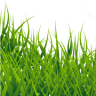 Absolute Grass Inc.