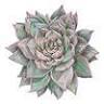 Acanthus Floral Art