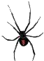 Ace Pest Managment
