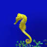 Blue Life Acquariologia