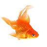 Virtual Aquarium Gt, Zona 12.