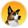 AcutintPro.com