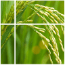 AGRI REAL ESTATE