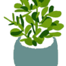 Albero di Giada