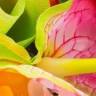 All About Flowers