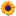 Allevamento Il Girasole