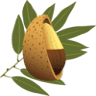 Almondco Australia Ltd