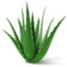 Aloe Vera Biznis Centar