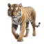 Aloha Safari Park
