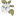 Al-Peso