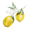 Amalfi Ristorante