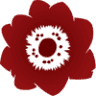 Anemone Floral Design