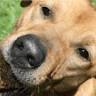 Brownee the Plain Brown Dog LLC