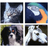 Animal Care Service Inc