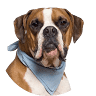 Pet Point Veteriner Kliniği