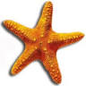 SeaStar Water Sports - Diving Center