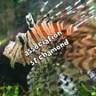 Aquarium de Saint Chamond - L'Aquaramiaud