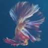 Aquastore