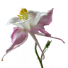 Groendaken Aquilegia