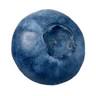 Arctic Bilberry