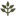 Areca Launceston