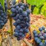 Argeles Vineyard