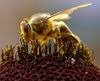 Arkansas Honey
