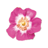 Armazém da Rosa Mosqueta