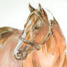 Art Equine