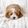 Artisan Miniature Goldendoodles And Bernedoodles