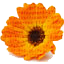 Ashland Florist