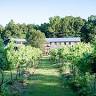 Ashton Creek Vineyard