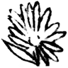 Aster