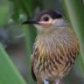 Atherton Tablelands Birdwatchers' Cabin Accommodation
