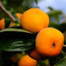 Aviani Persimmon Farm 감농장 단감