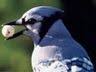A Wild Bird Oasis