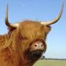 BAIRNSLEY Highland Cattle